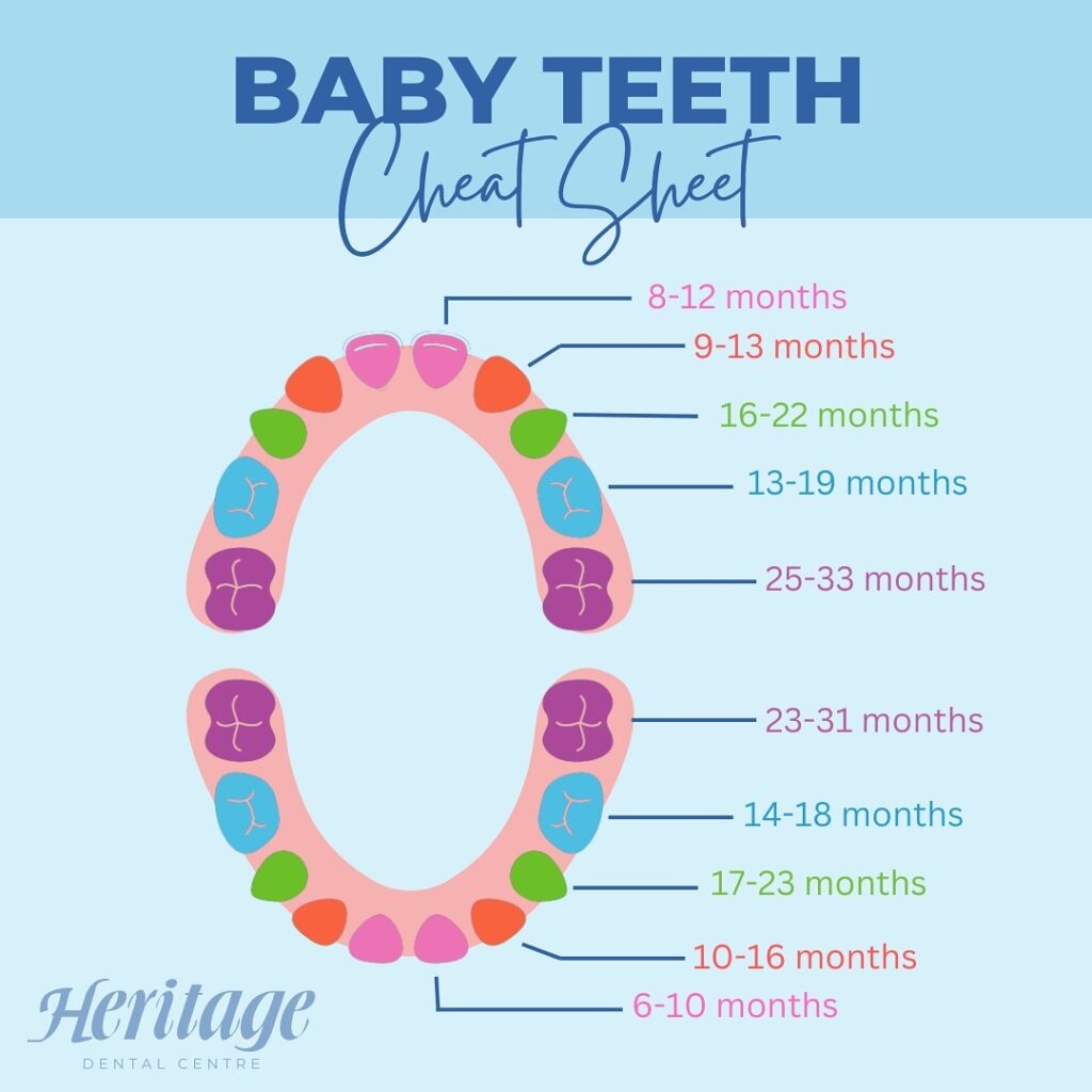 timeline of baby teeth and when to expect them